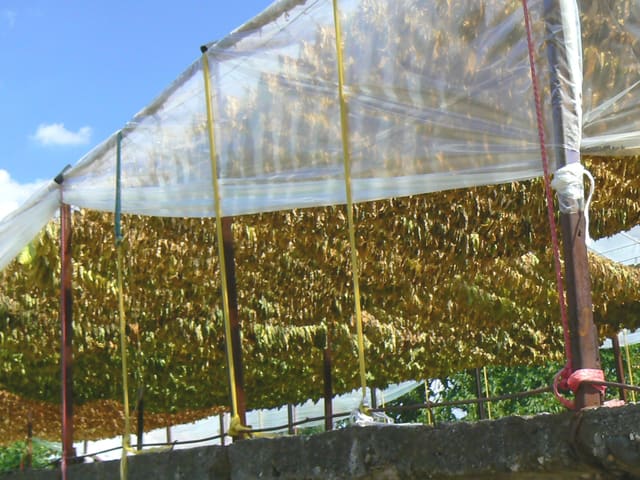 Tabakwaren